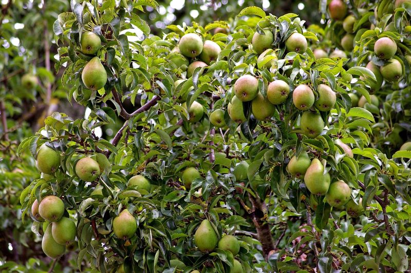 a pear tree heavily fruited a pear tree heavily fruited