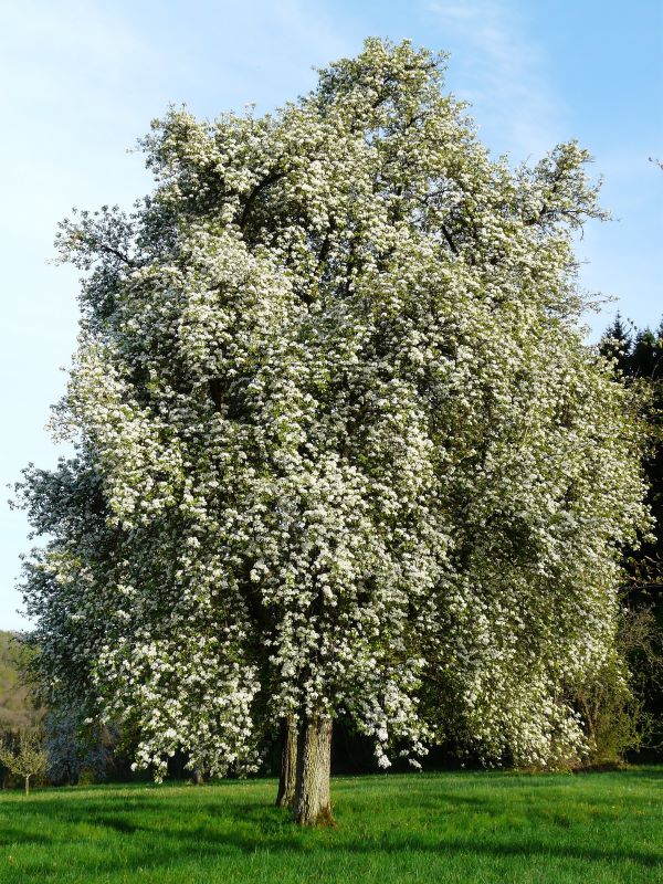 a majestic pear tree covered in white blossom in a paddock a majestic pear tree covered in white blossom in a paddock