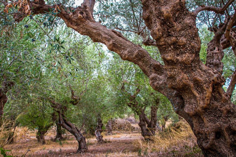an established olive grove