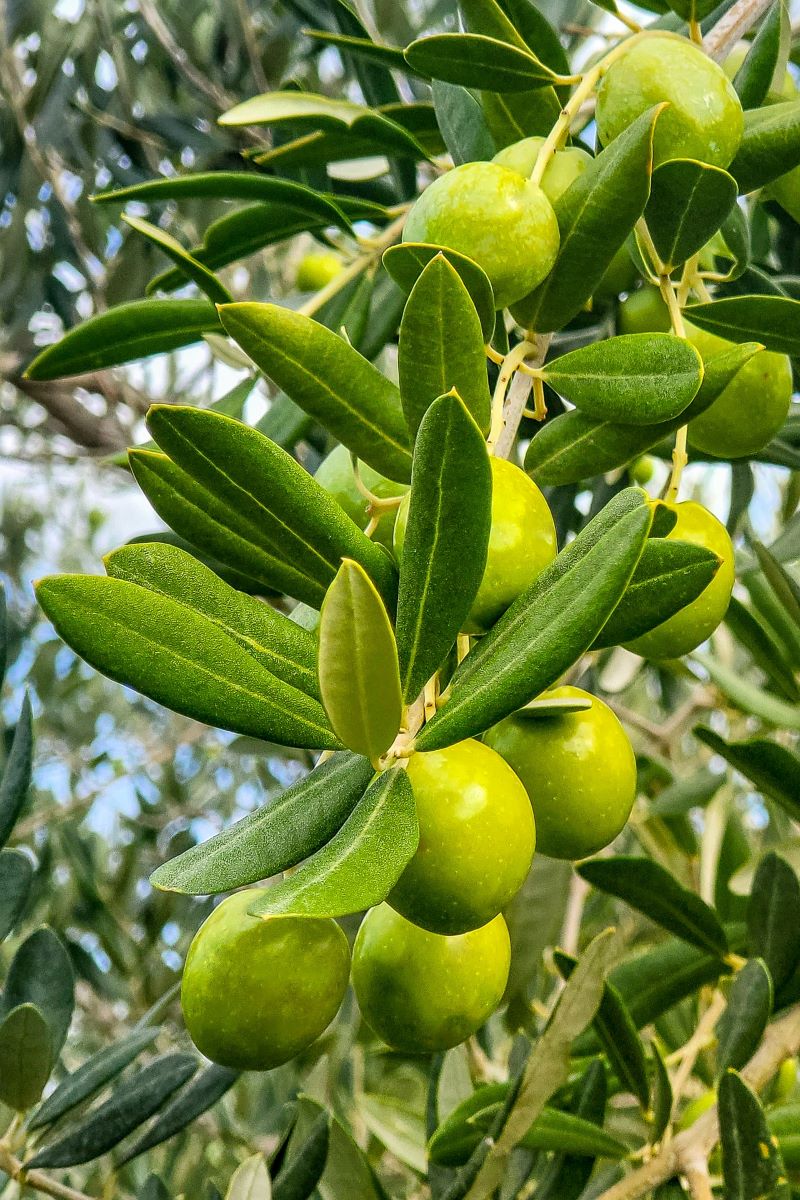 a branch of an olive tree laden with green olives