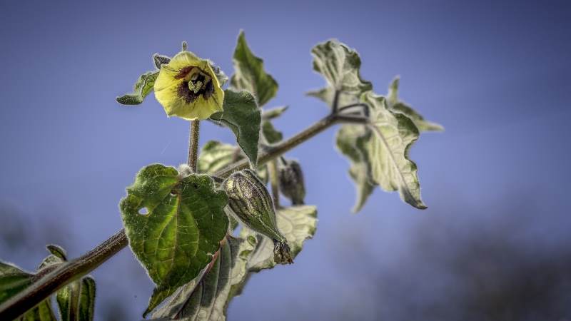 a flower of the cape gooseberry