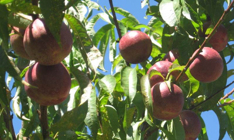 black pearl nectarines growing on tree