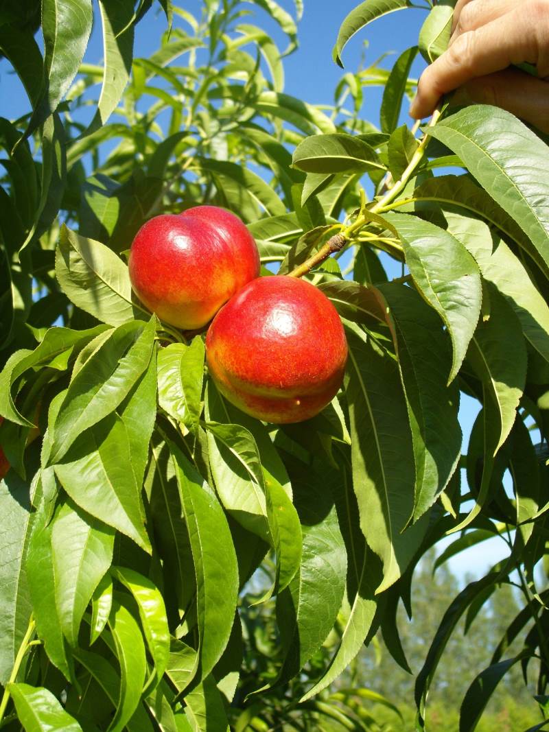 close up of two ripening nectarines on a tree