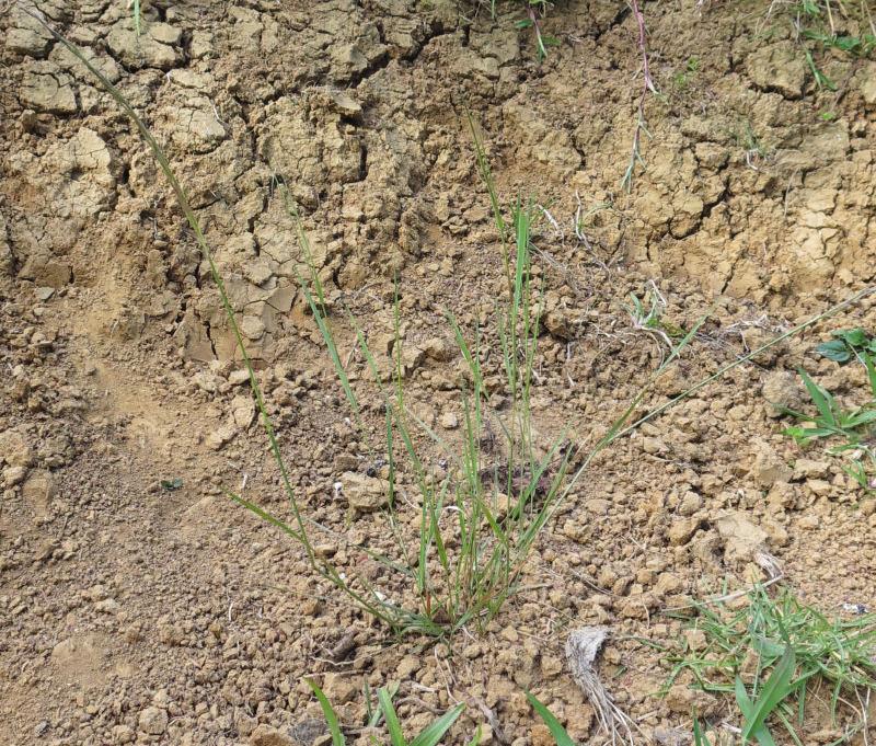 browntop grass in bare soil