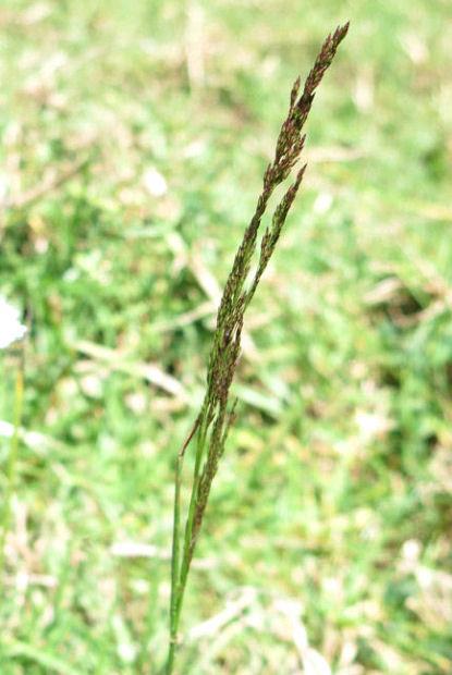 browntop grass