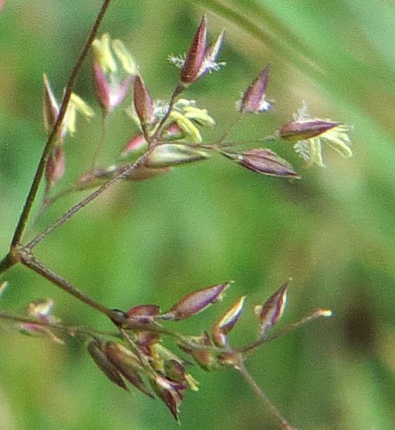 close up of browntop grass flower