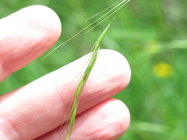 weeping grass close up