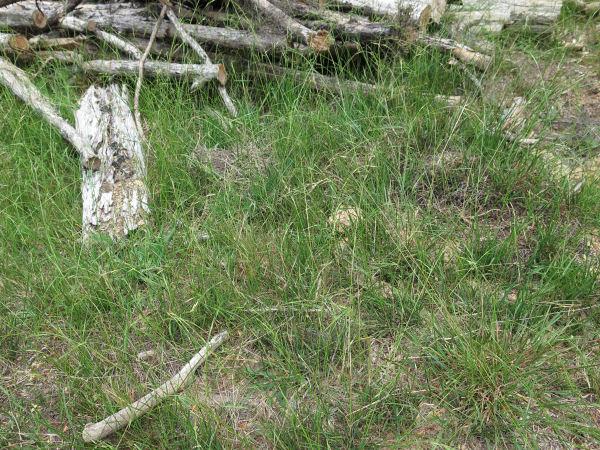 weeping grass growing on pasture