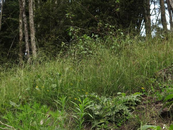weeping grass and other grasses in rough pasture