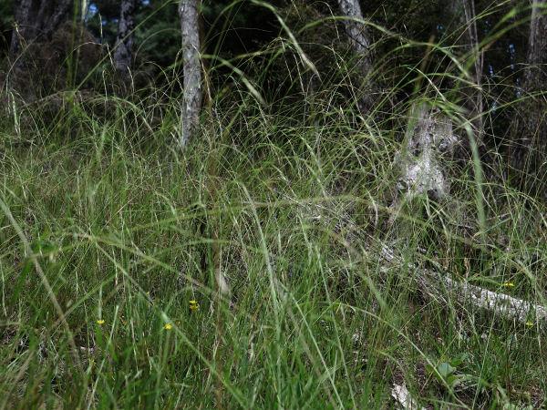 rough grasses and weeds in pasture
