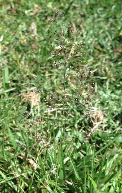 flower of browntop grass