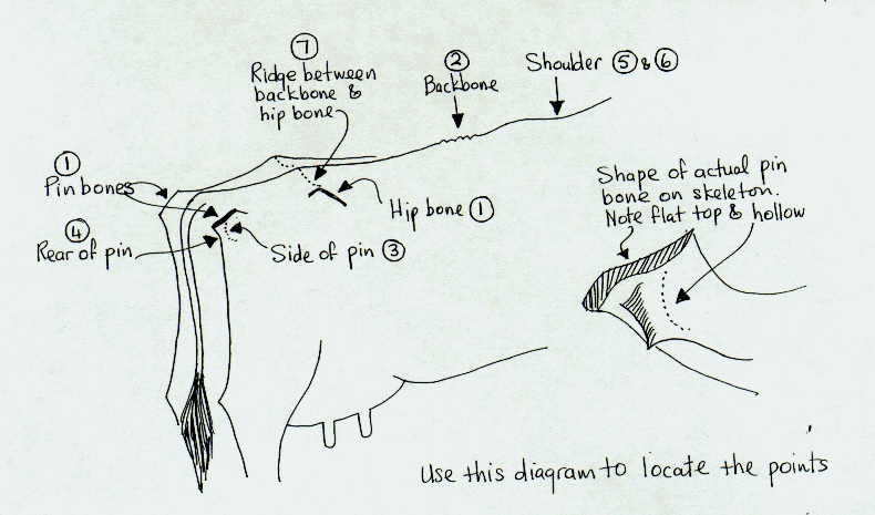 a sketch of a cow with points marked a sketch of a cow with points marked