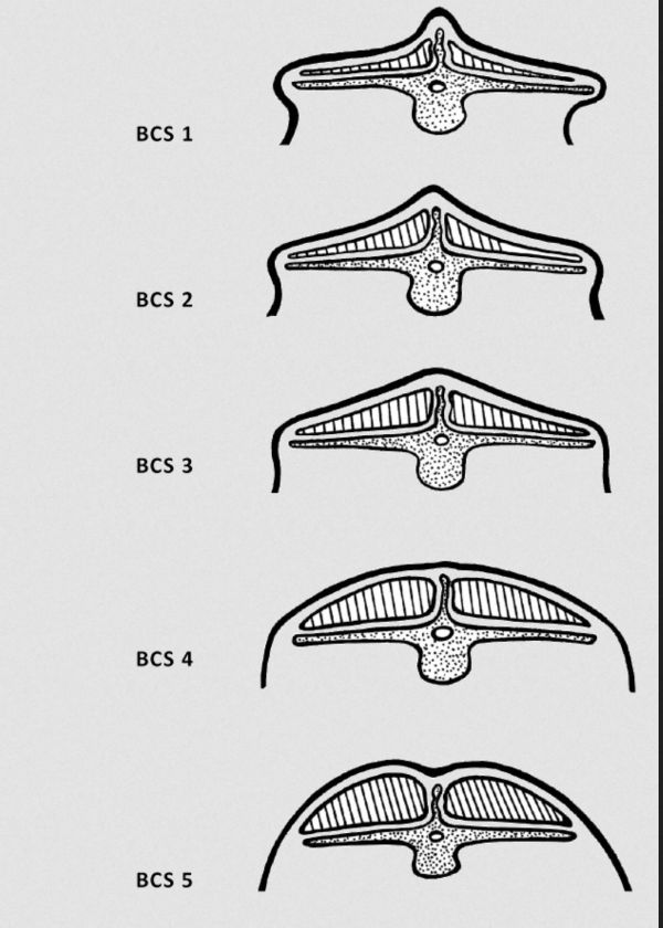 a series of cross-section sketches of a cow's back from skinny to obese a series of cross-section sketches of a cow's back from skinny to obese