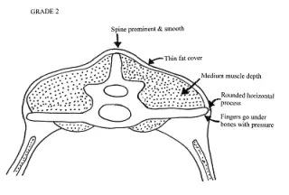 The vertical (spine) and horizontal (lumbar)