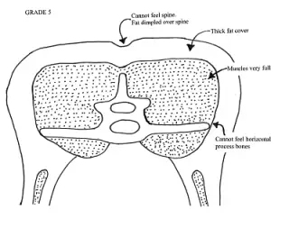 The vertical (spine) and horizontal (lumbar)