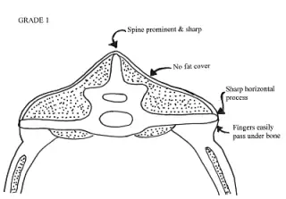The vertical (spine) and horizontal (lumbar)