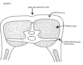 The vertical (spine) and horizontal (lumbar)