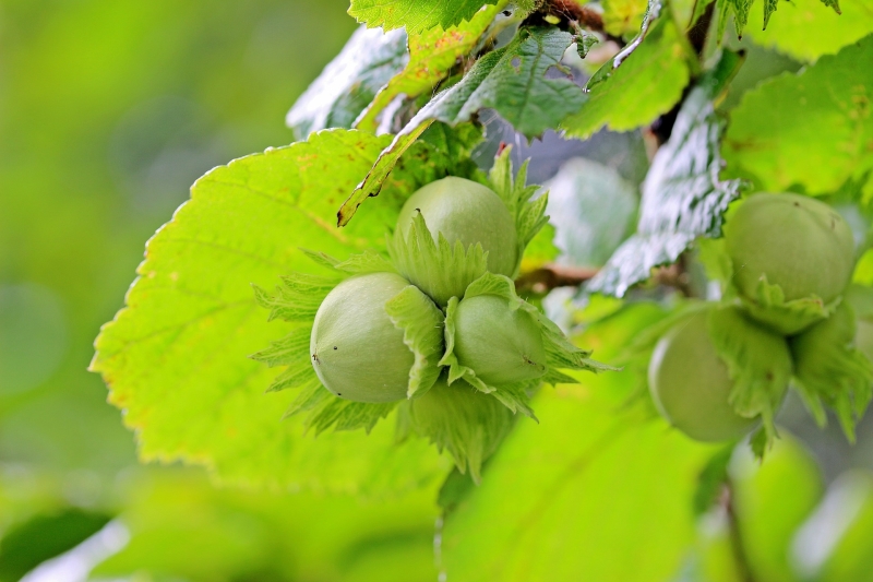 young hazelnuts growing on a tree young hazelnuts growing on a tree