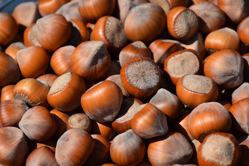 a mass of hazelnuts in the shell a mass of hazelnuts in the shell