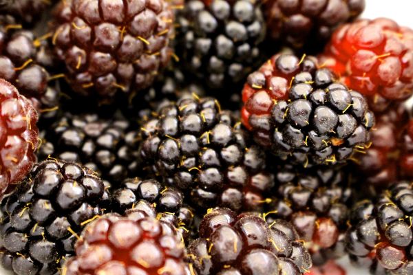 close up of ripe boysenberries close up of ripe boysenberries