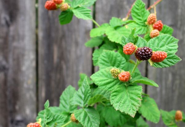 ripening boysenberries on the bush ripening boysenberries on the bush
