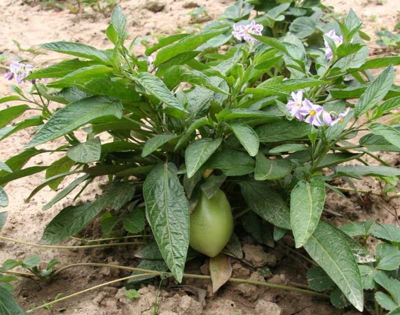 close up of white and purple flowers and fruit on a pepino bush close up of white and purple flowers and fruit on a pepino bush