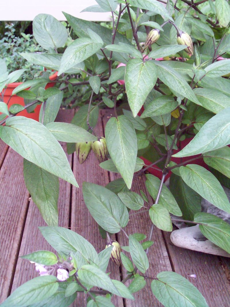 a pepino bush with green leaves and young cream and purple fruit a pepino bush with green leaves and young cream and purple fruit