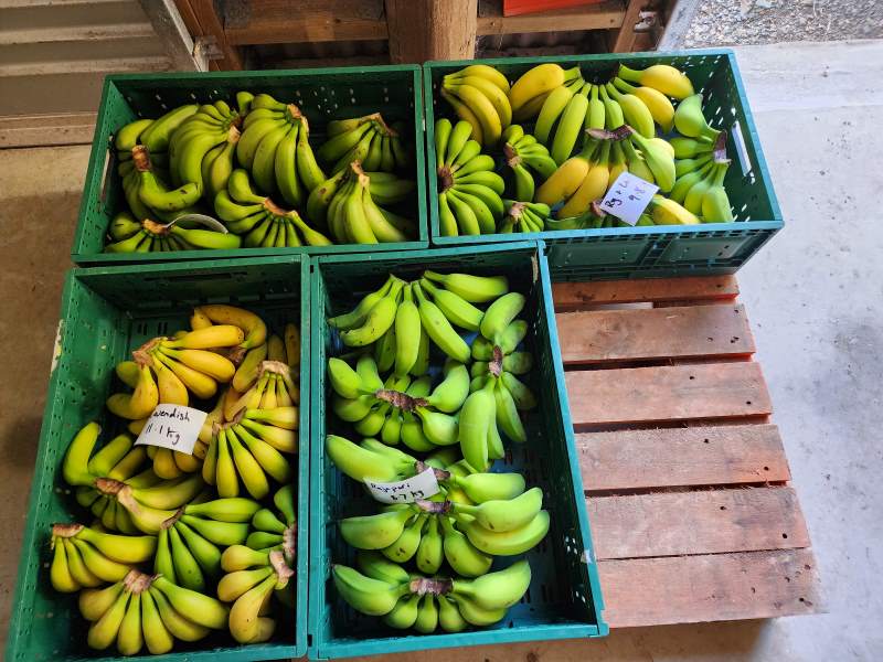 crates of green and yellow bananas crates of green and yellow bananas