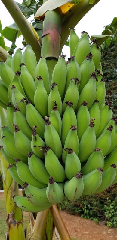 a bunch of bananas growing on a tree a bunch of bananas growing on a tree