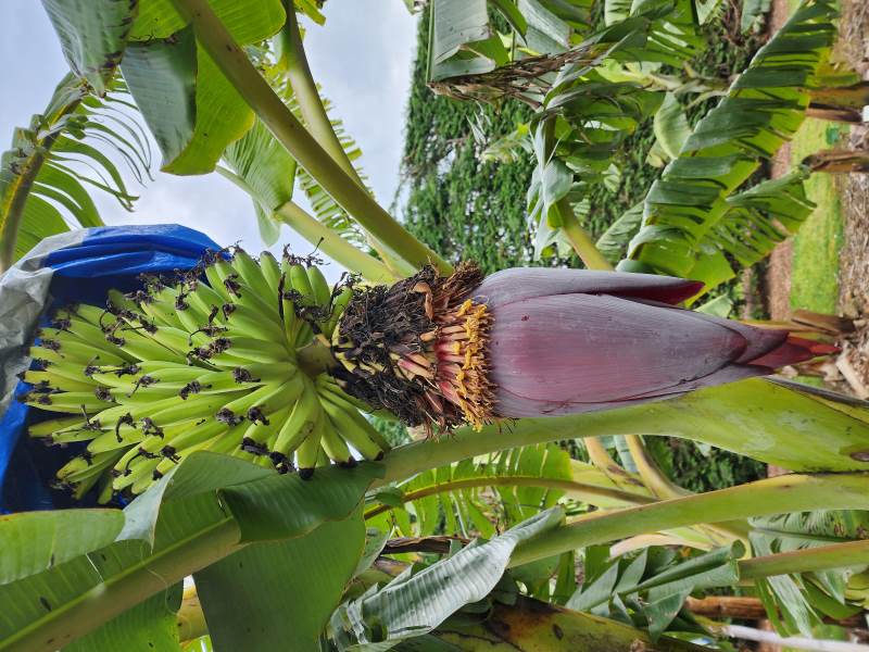 a banana tree with a large purple flower and a cluster of yellow ladyfinger bananas a banana tree with a large purple flower and a cluster of yellow ladyfinger bananas