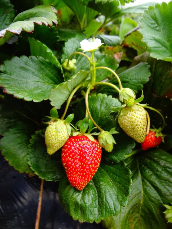a ripening strawberry on a bush