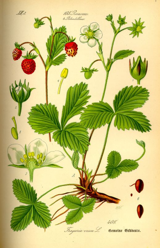 an old illustration of a strawberry plant with each part sketched in closeup and labelled