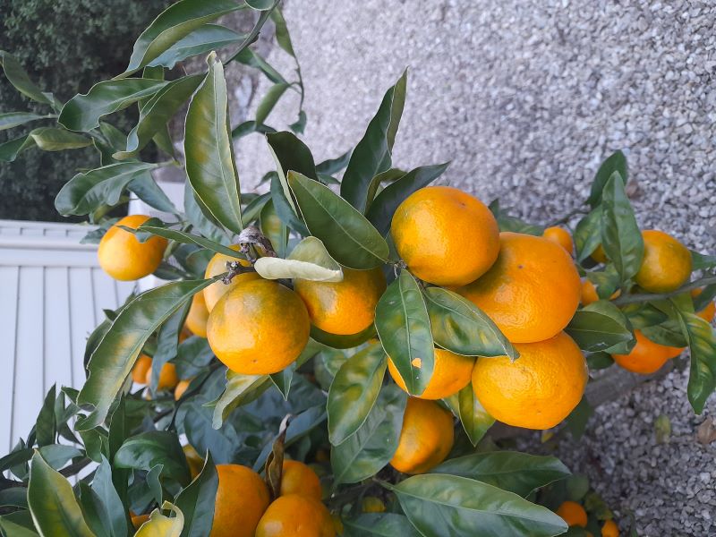 a close up of a mandarin bush with lots of ripe fruit a close up of a mandarin bush with lots of ripe fruit