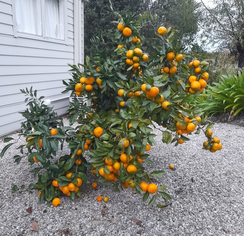 a heavily-laden mandarin bush growing next to a house a heavily-laden mandarin bush growing next to a house