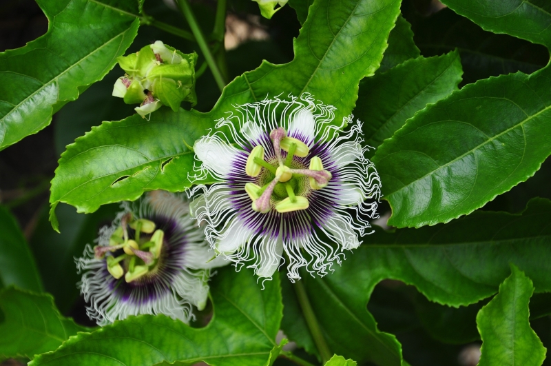 a close up of passionfruit flowers