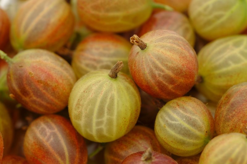 a close up of ripening gooseberries turning from green to red