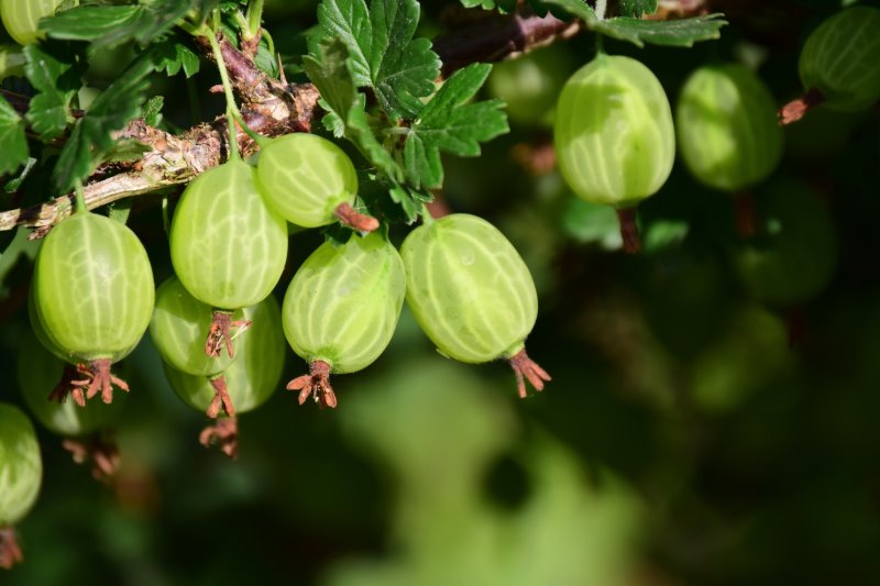 a close up of green gooseberries on a bush