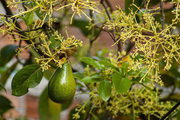 close up of avocado fruit and flowers