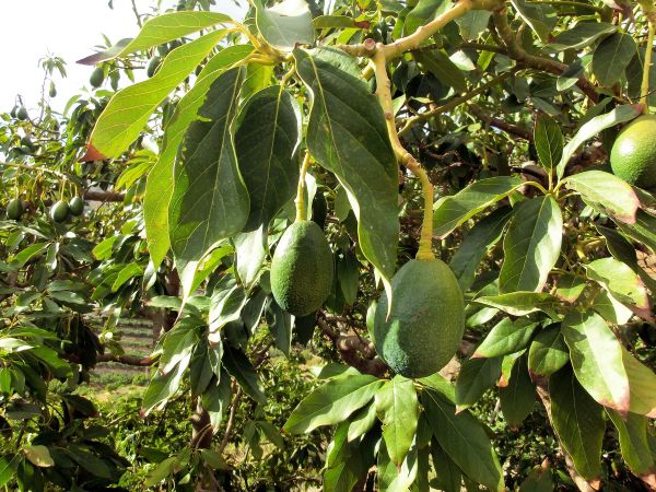 avocado fruit and foliage on the tree