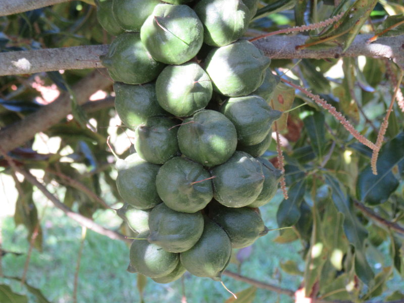 a cluster of green macadamia nuts on a tree a cluster of green macadamia nuts on a tree
