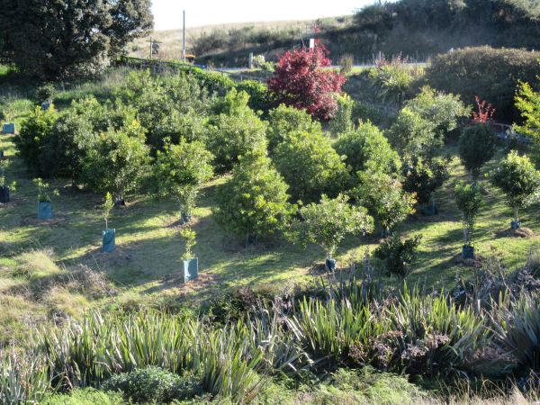 an orchard with young macadamia trees an orchard with young macadamia trees