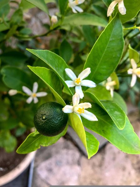 a close up of orange blossom and young fruit on the tree a close up of orange blossom and young fruit on the tree