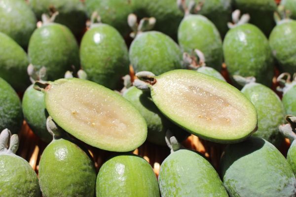 whole and halved feijoa fruit whole and halved feijoa fruit