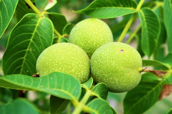 green walnuts on the tree