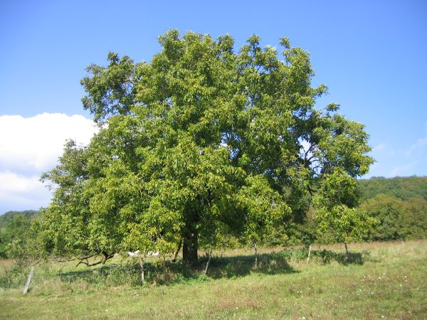 a mature walnut tree in a paddock