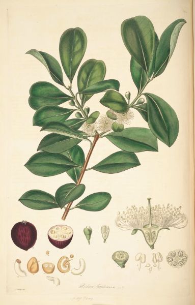 an illustration of the cherry guava with each part sketched and labelled an illustration of the cherry guava with each part sketched and labelled
