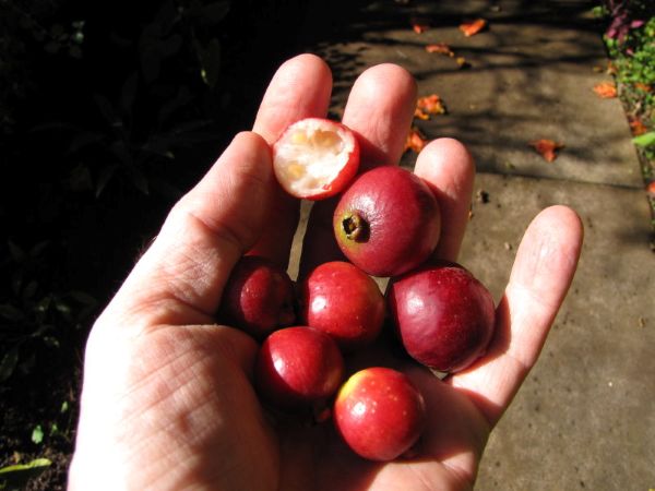 a hand holding ripe cherry guava fruit a hand holding ripe cherry guava fruit