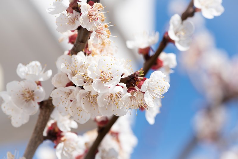 white apricot blossom on the branch white apricot blossom on the branch