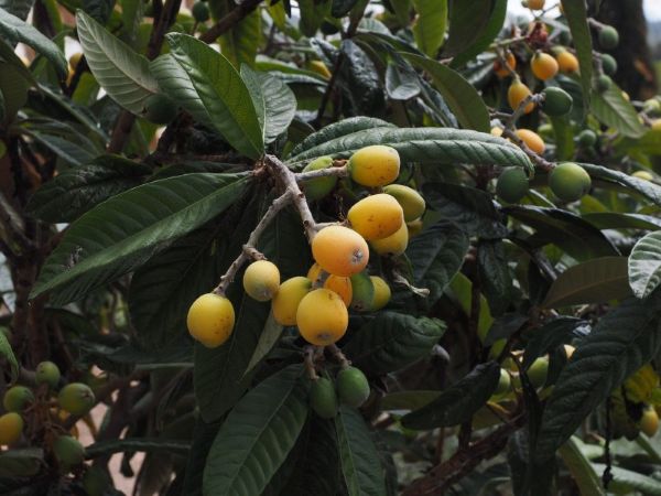 loquat fruit and foliage