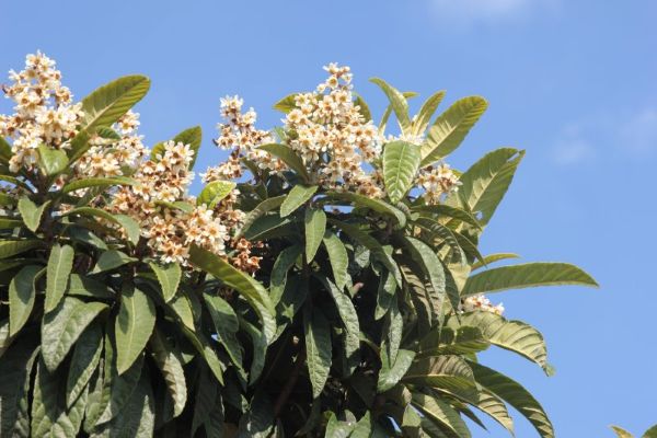 loquat flowers